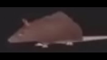 rat