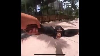 monkememes